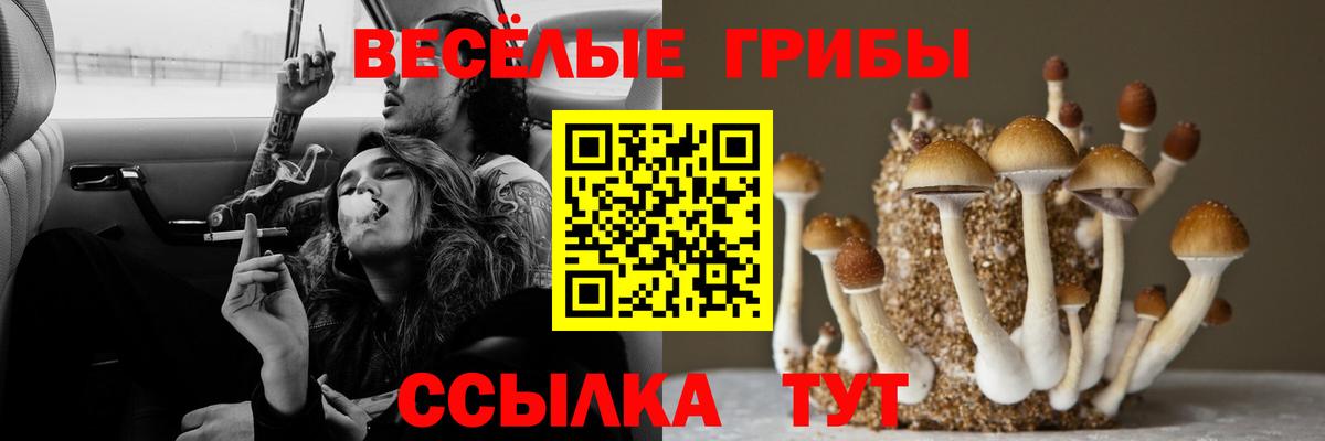 Псилоцибиновые грибы мухоморы  Псилоцибиновые грибы Psilocybe  Клинцы  Вход с VPN 